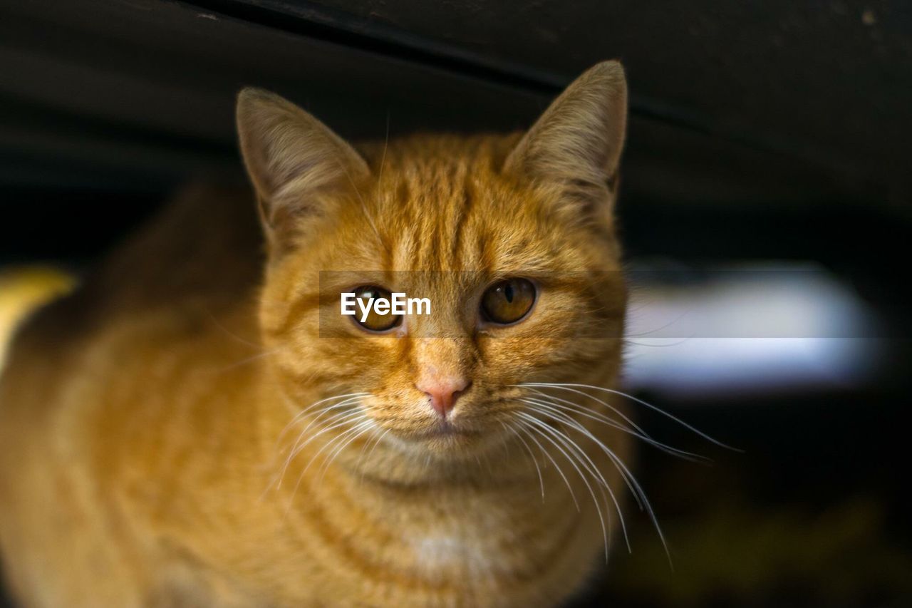 Close-up portrait of cat