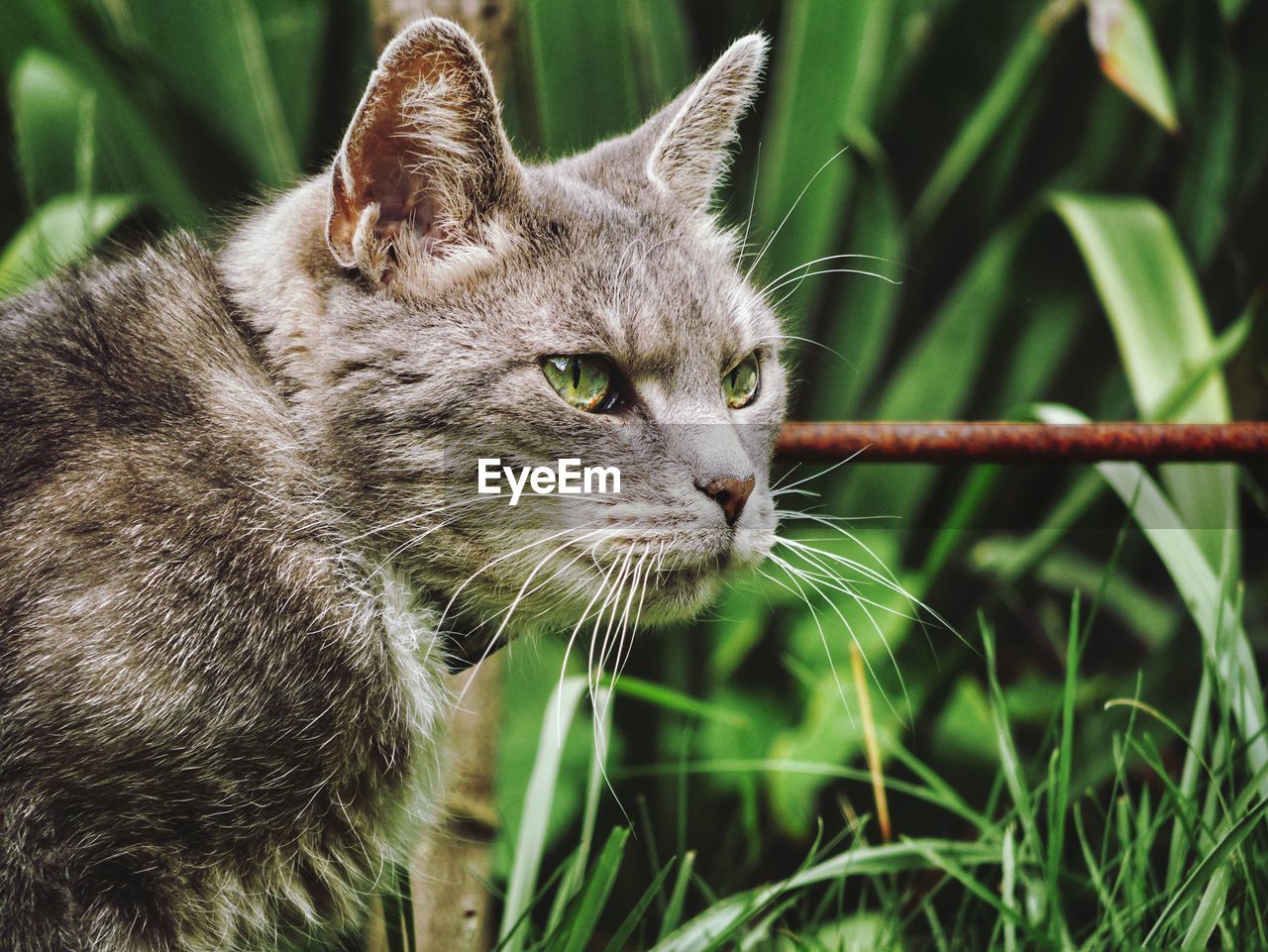 Close-up of a cat looking away