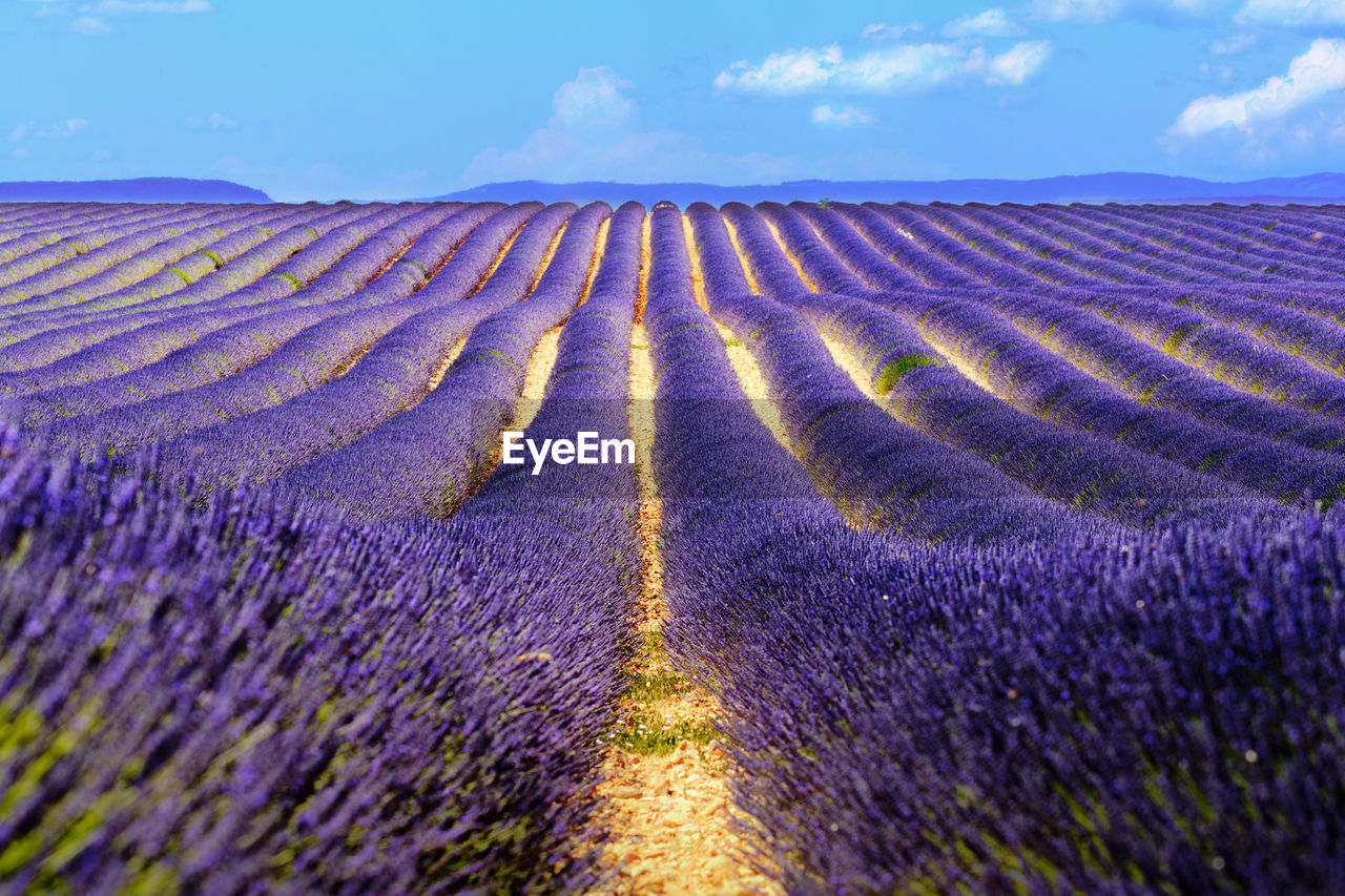 Landscape and lavender field at valensole in the south of france