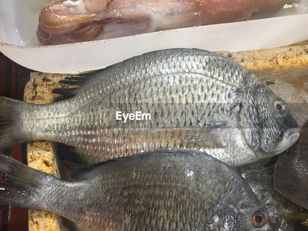 HIGH ANGLE VIEW OF FISH IN MARKET