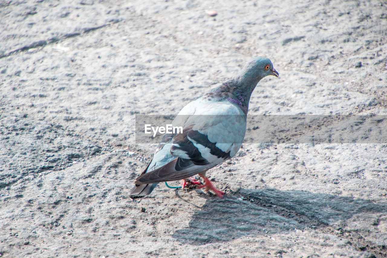 HIGH ANGLE VIEW OF PIGEONS PERCHING