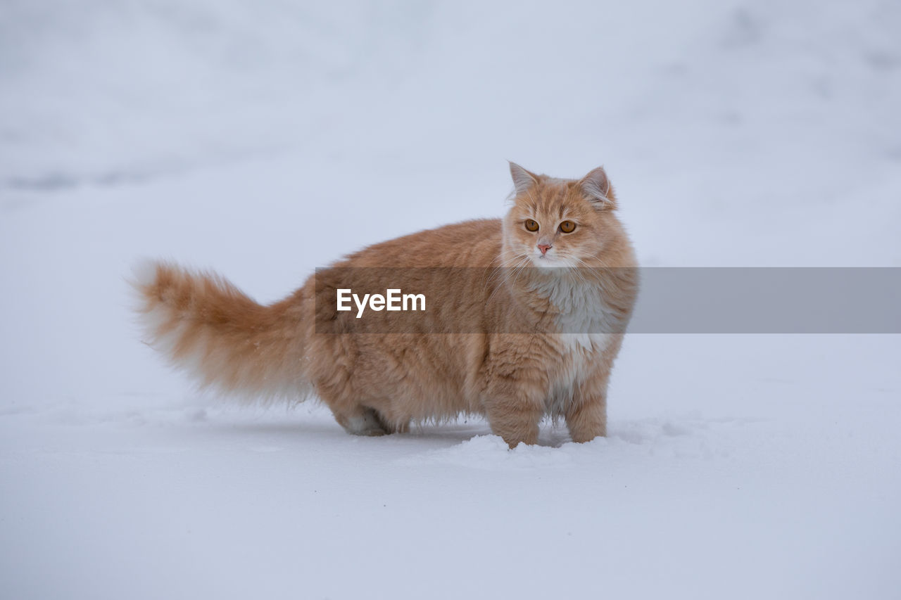 PORTRAIT OF A CAT IN SNOW