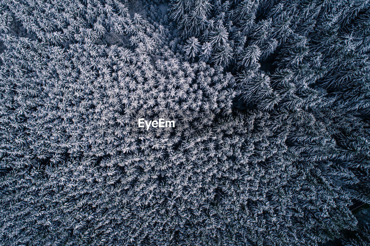 Full frame shot of snow covered trees in forest