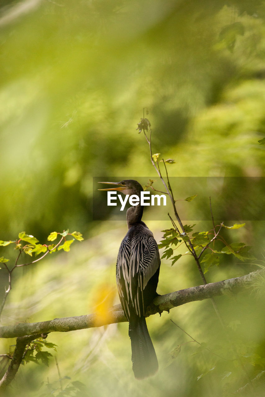 Female anhinga, known as anhinga anhinga bird, perches in a tree in a swamp in naples, florida.