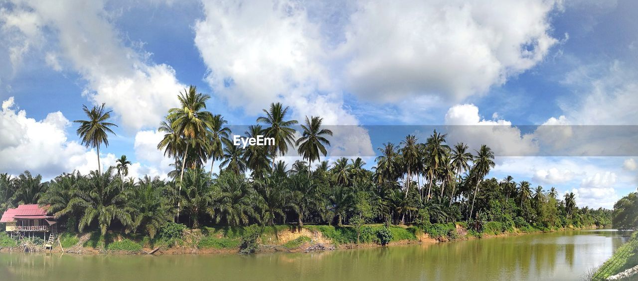 Panoramic view of trees against sky