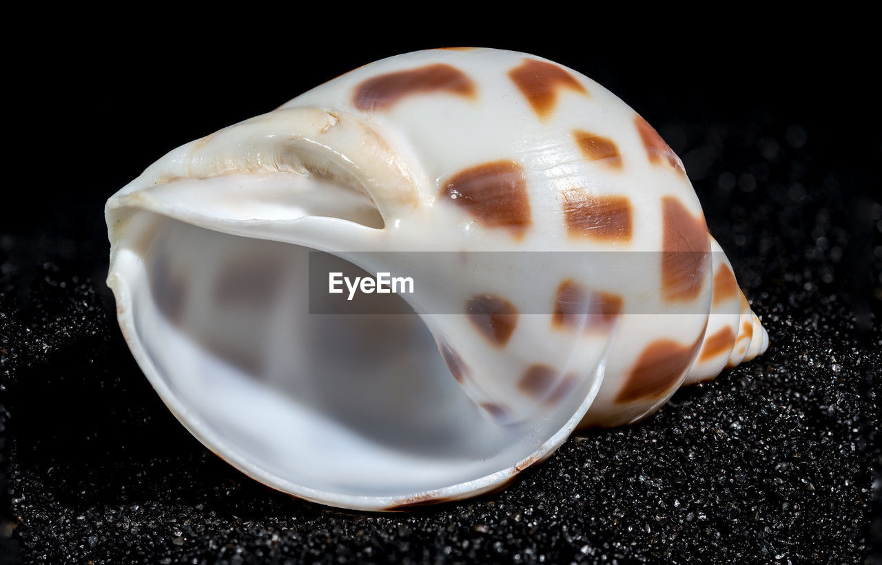 shell, conch, black background, animal, close-up, no people, studio shot, indoors, food and drink, animal wildlife, food, macro photography, snails and slugs, nature