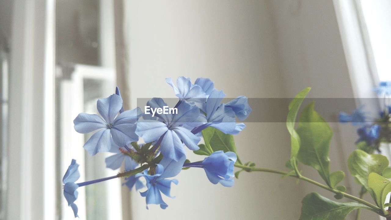 CLOSE-UP OF PURPLE FLOWERS BLOOMING OUTDOORS