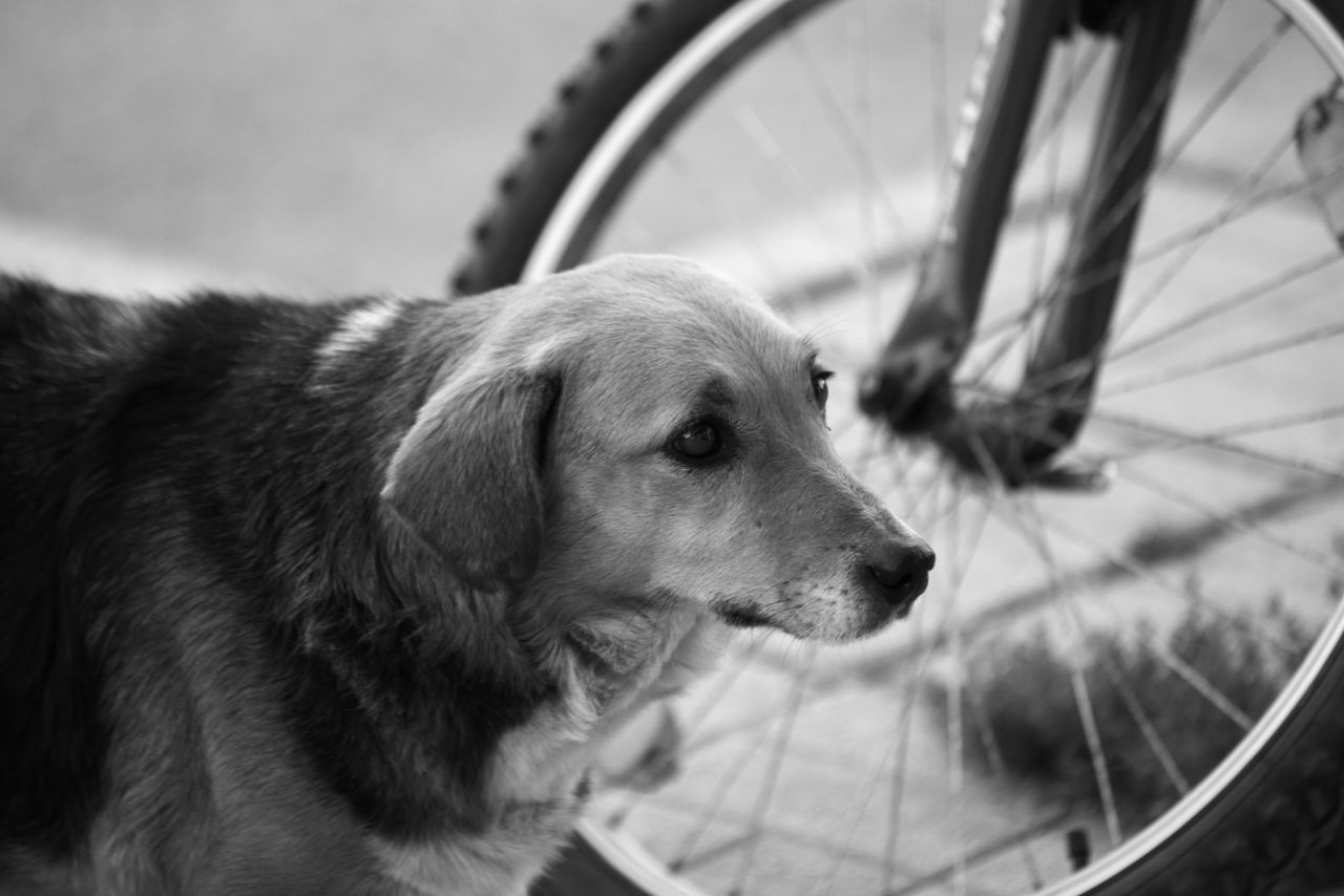 Close-up of dog looking away with bicycle in background