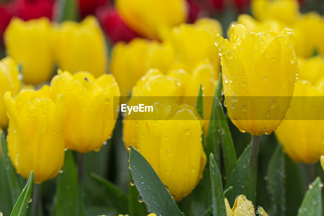 CLOSE-UP OF WET YELLOW FLOWERS