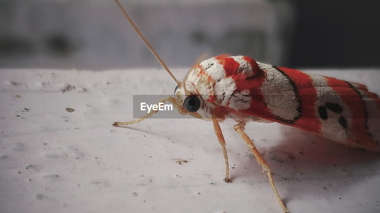 CLOSE-UP OF INSECT ON LEAF