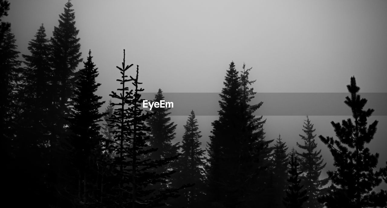 Low angle view of pine trees against sky