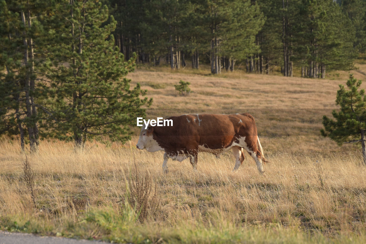 Bull in a field