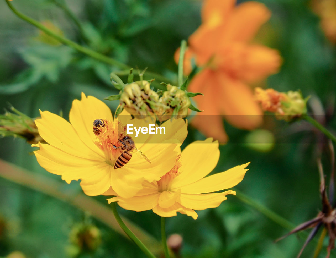 CLOSE-UP OF INSECT ON FLOWER