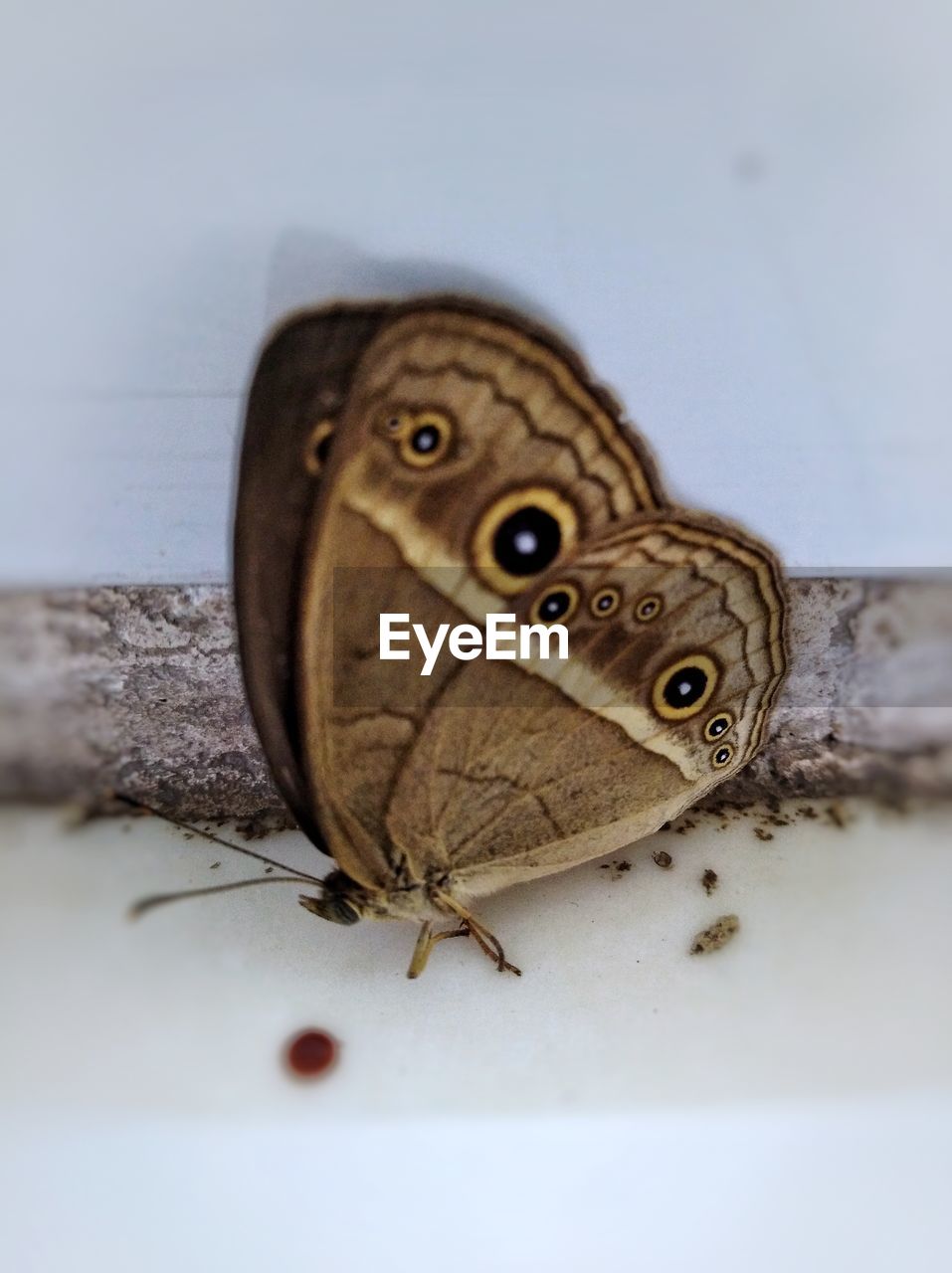 CLOSE-UP OF BUTTERFLY ON WHITE BACKGROUND