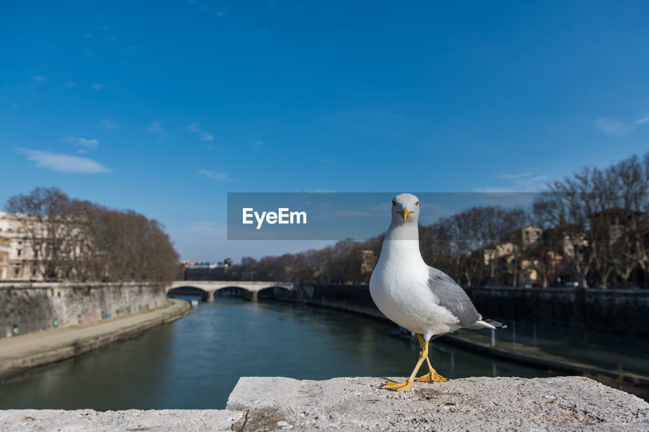 Seagull on retaining wall by river against sky