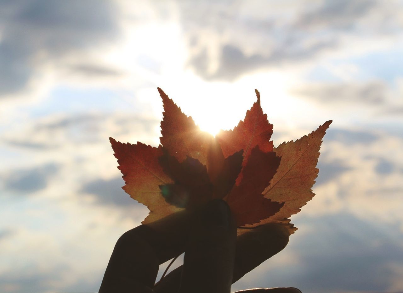 Close-up of hand holding maple leaf against cloudy sky