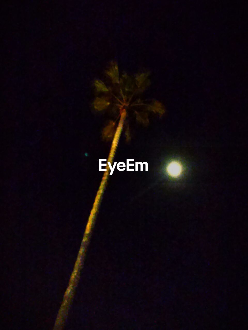 LOW ANGLE VIEW OF TREES AT NIGHT