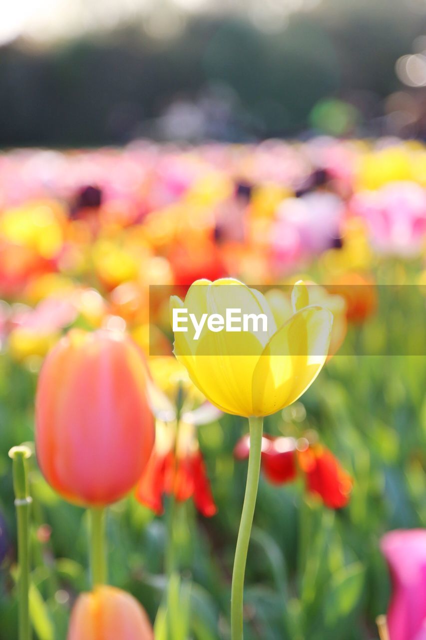 CLOSE-UP OF RED TULIPS BLOOMING OUTDOORS