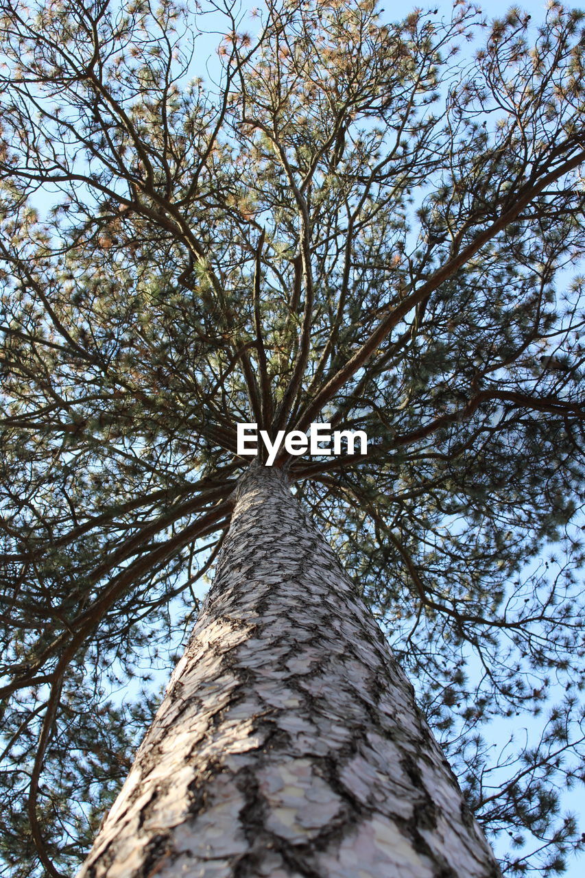 LOW ANGLE VIEW OF TREE AGAINST THE SKY