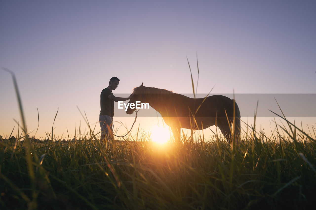 Silhousette of man while stroking of therapy horse on meadow at sunset. 