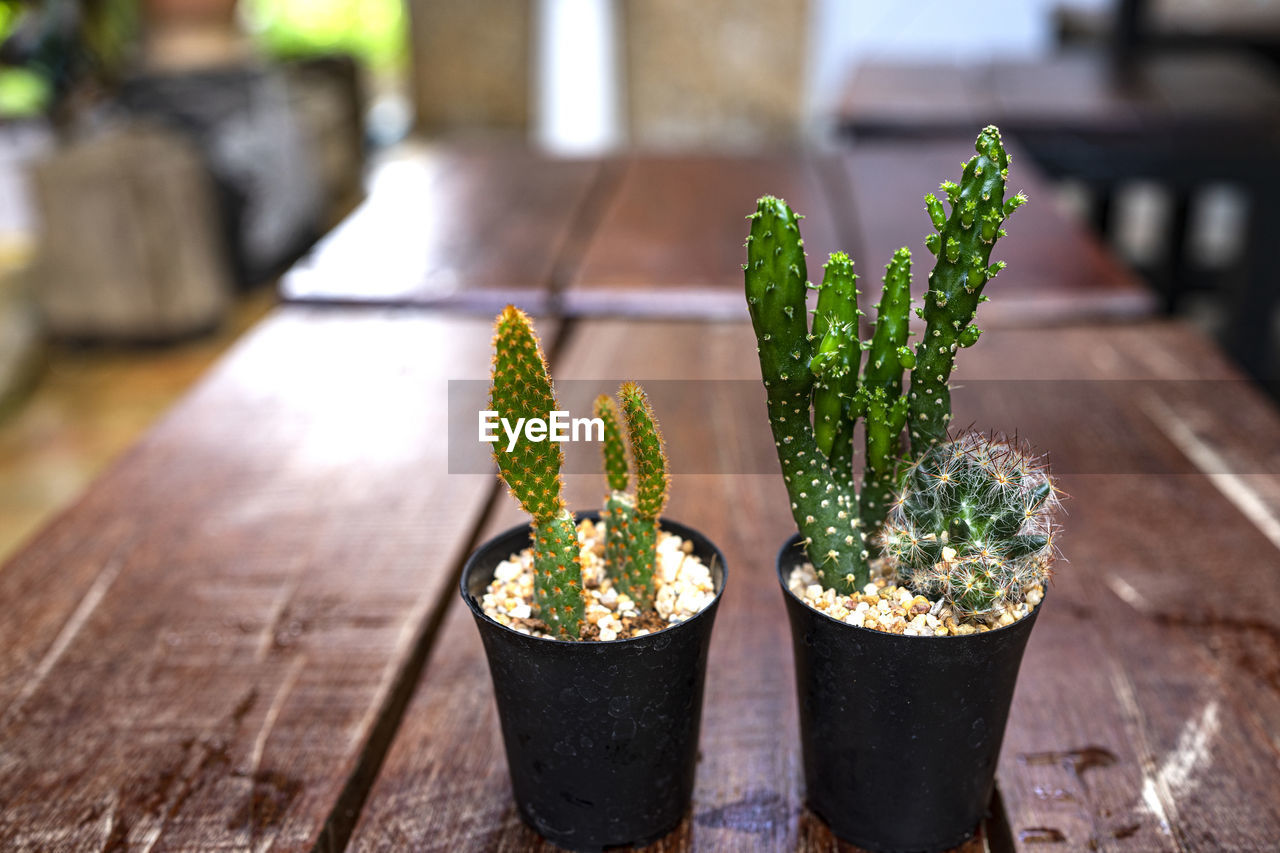 High angle view of potted plants on table