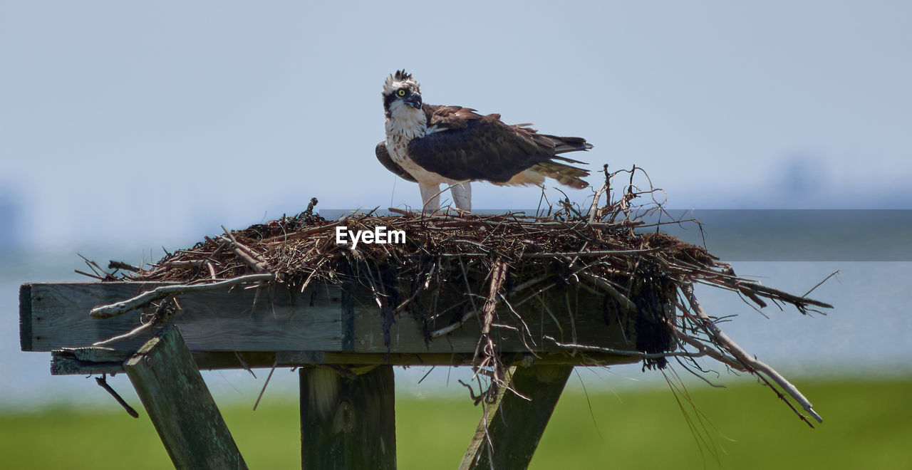 BIRDS PERCHING ON WOODEN POST