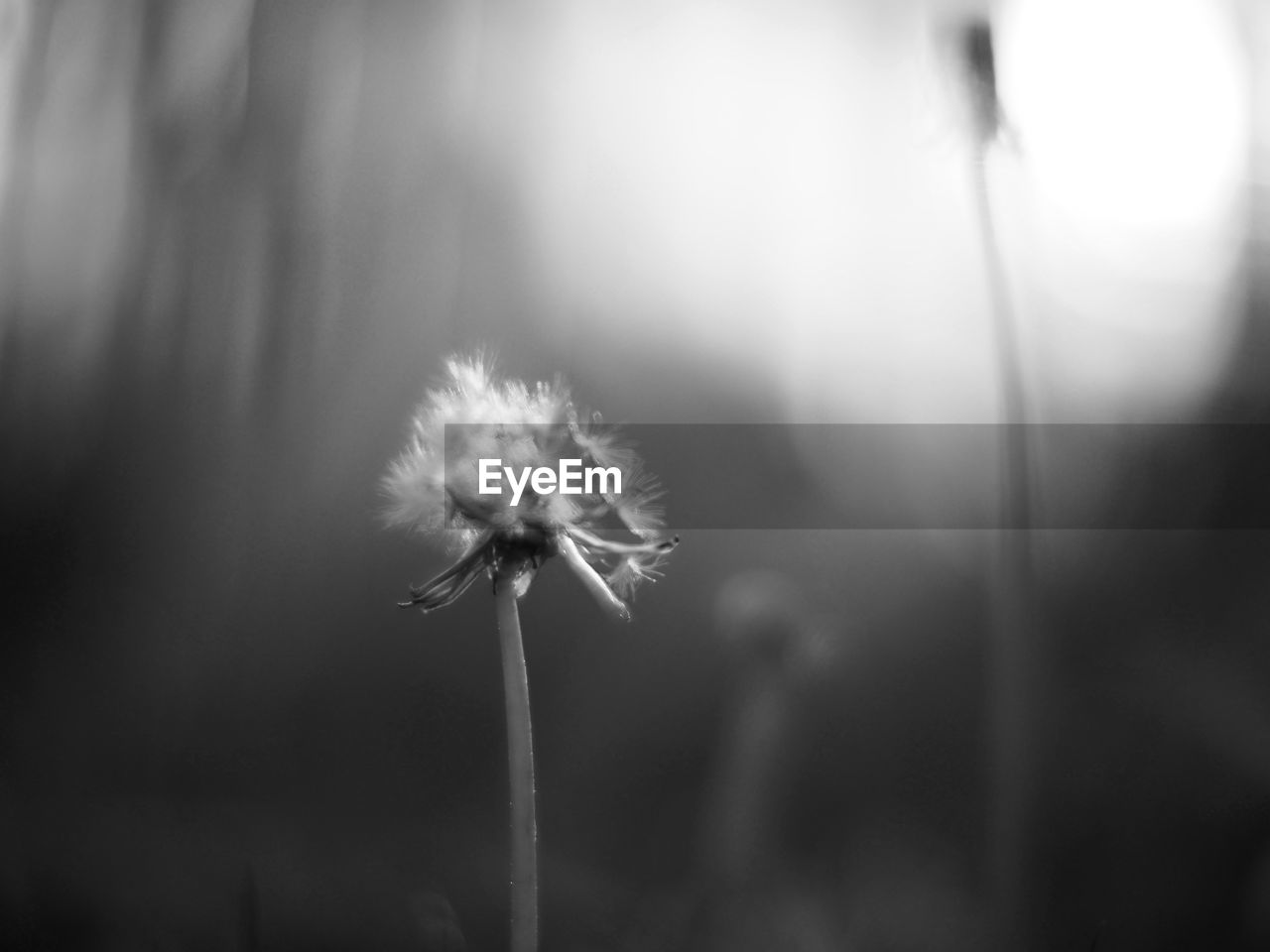 CLOSE-UP OF DANDELION