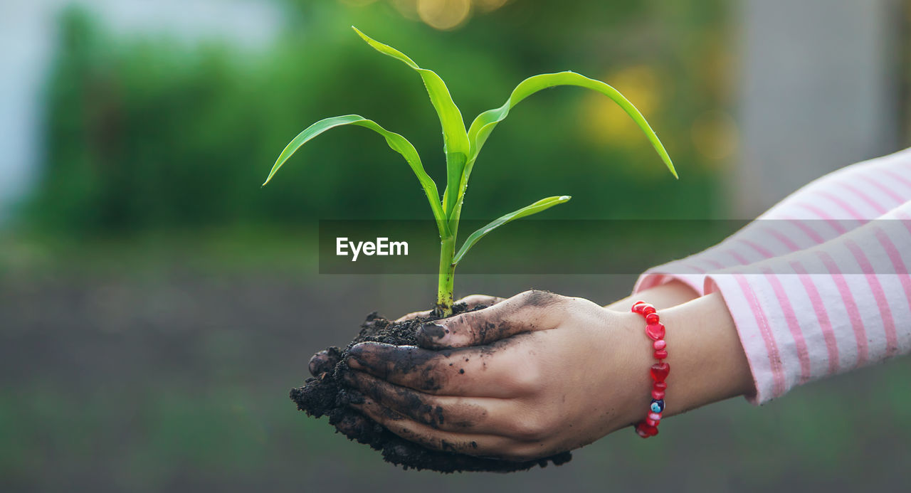 cropped hand of person holding plant