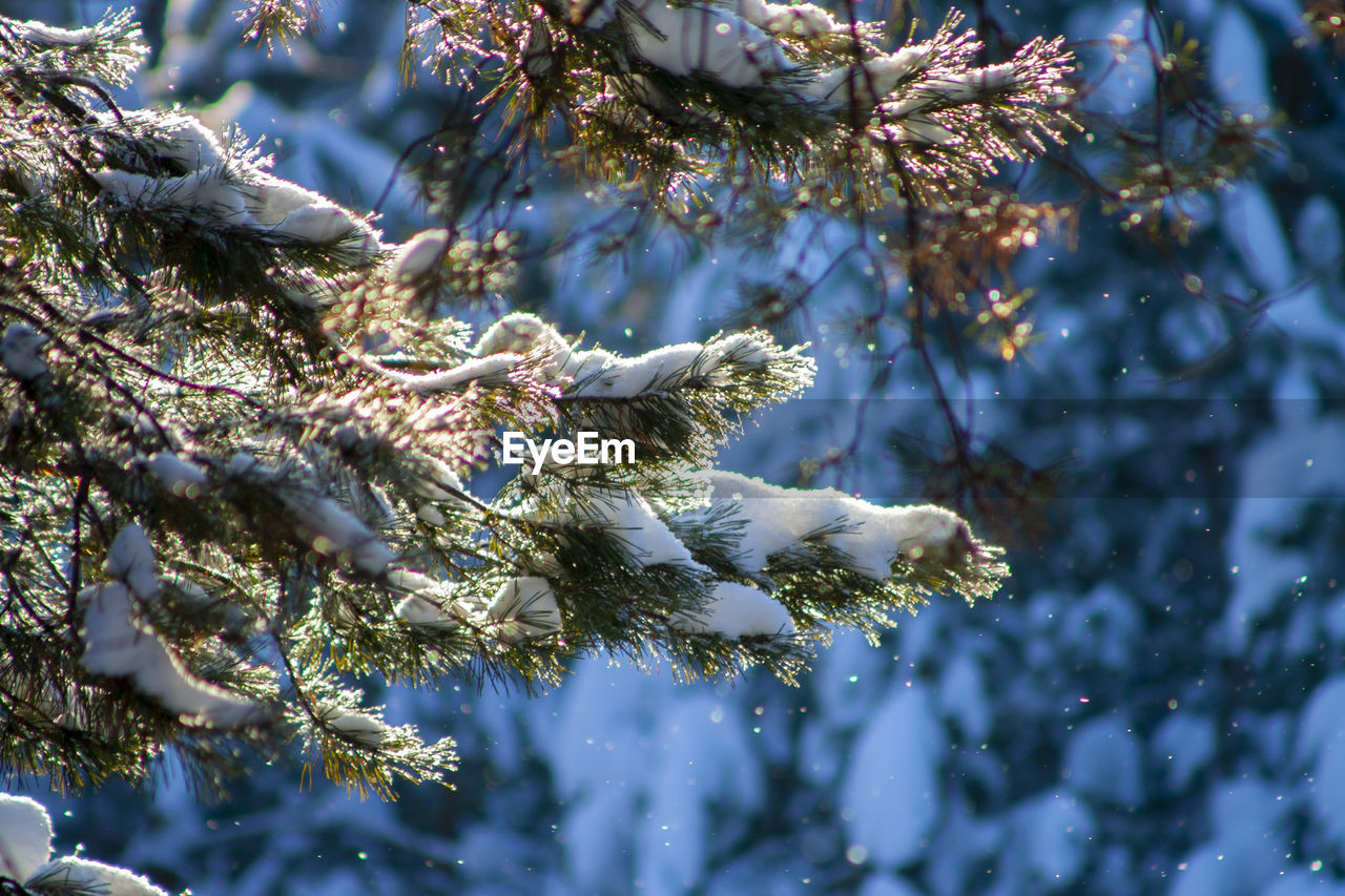 CLOSE-UP OF SNOW ON TREE