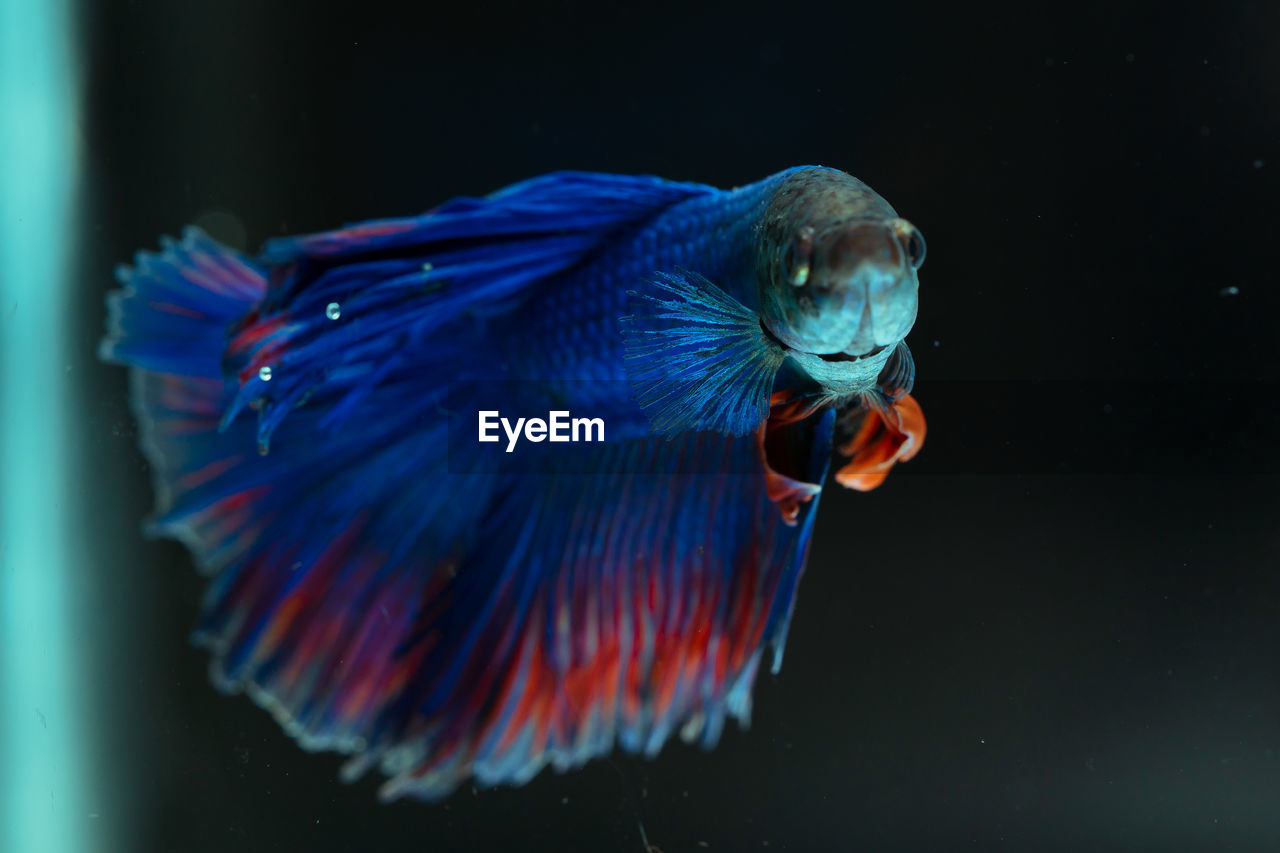 Siamese fighting fish beautiful blue and red fish with black background