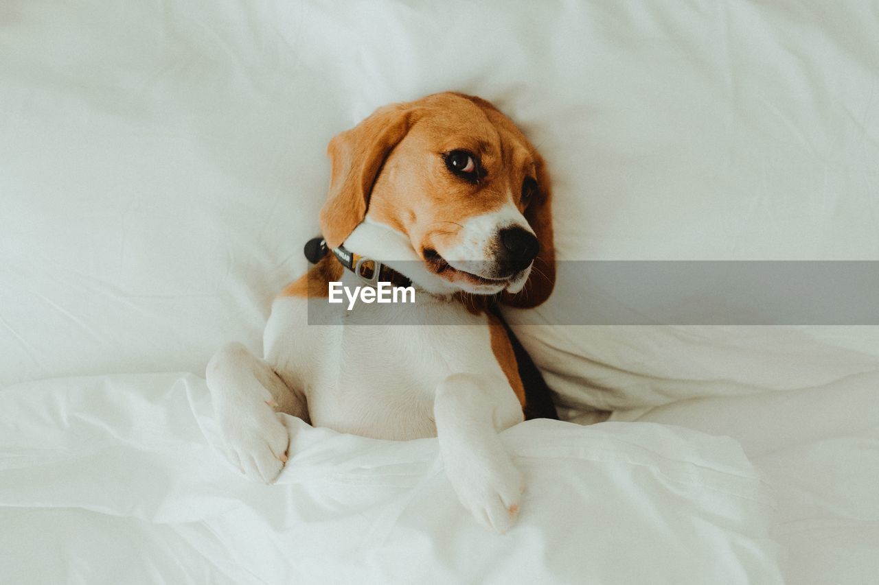 High angle view of a dog resting on bed