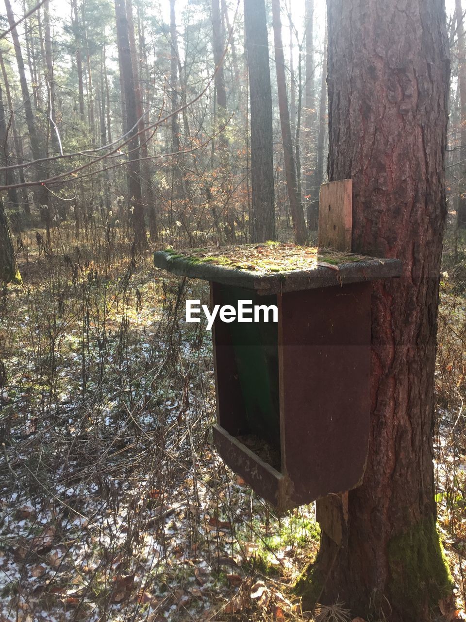 VIEW OF TREE IN FOREST