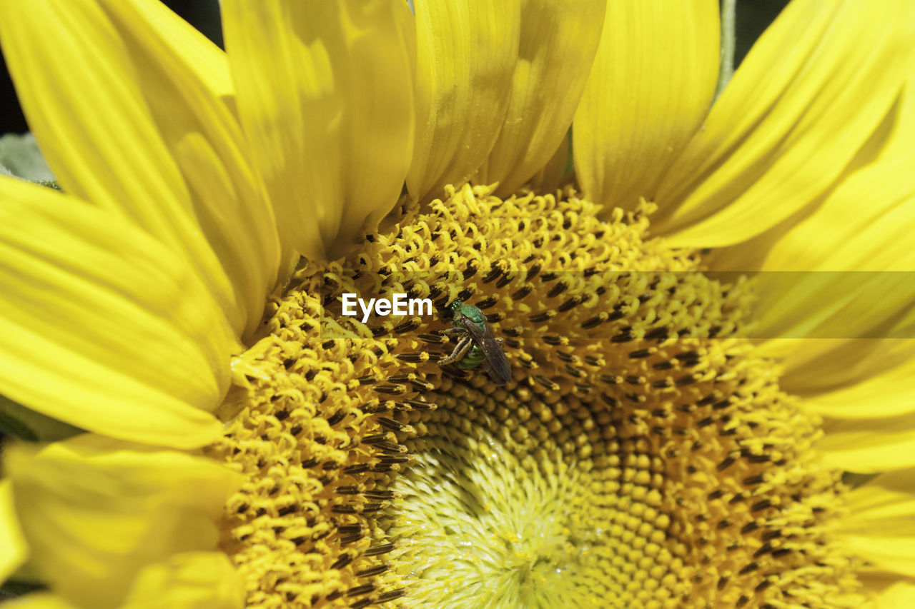 CLOSE-UP OF HONEY BEE ON YELLOW FLOWER