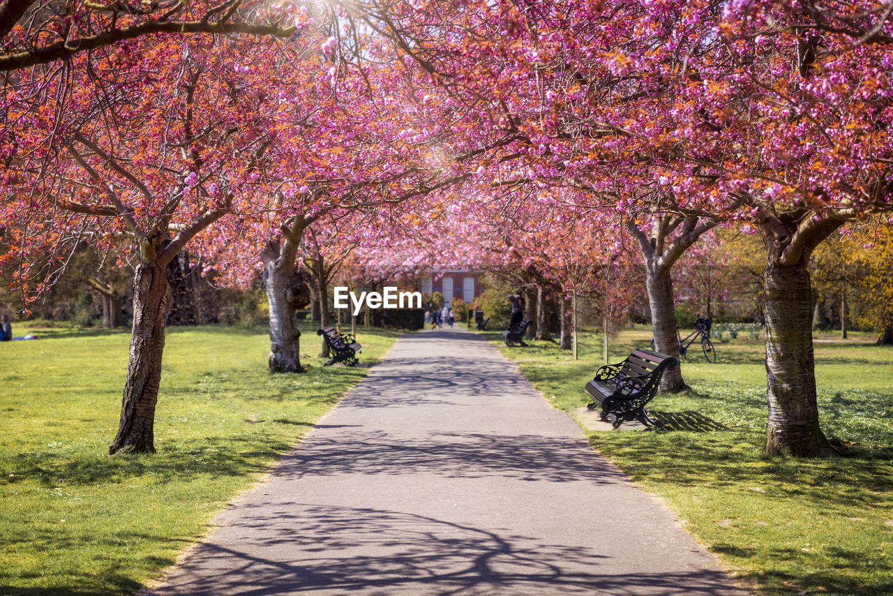 TREES IN PARK