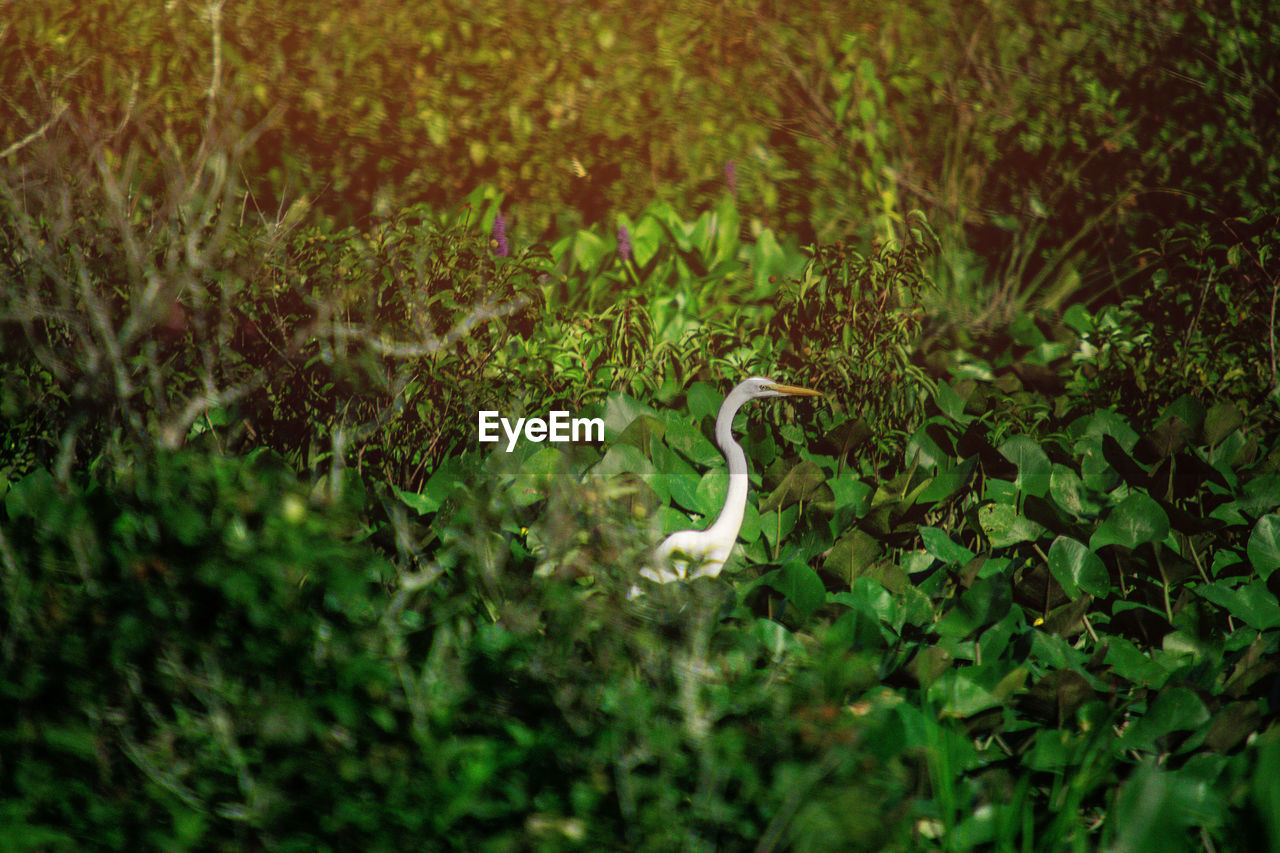 VIEW OF AN ANIMAL ON FIELD