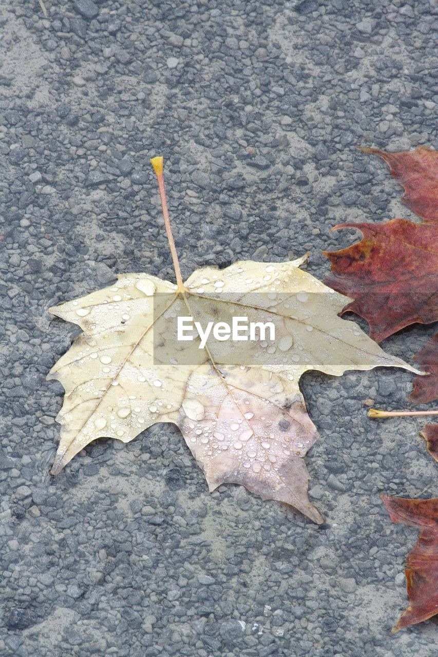 High angle view of wet autumn leaf on street