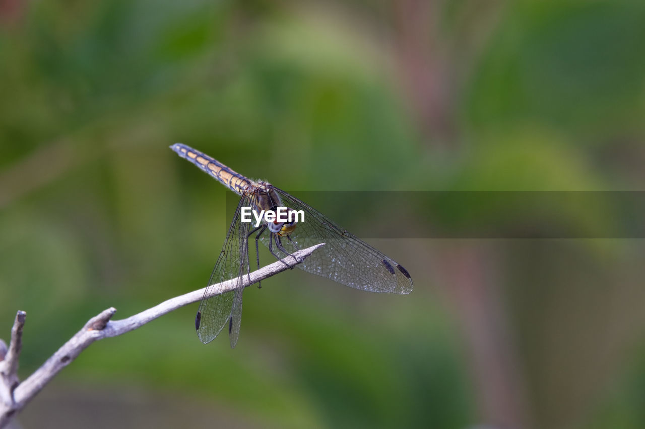 Female navy dropwing dragonfly perched on stick trithemis furva