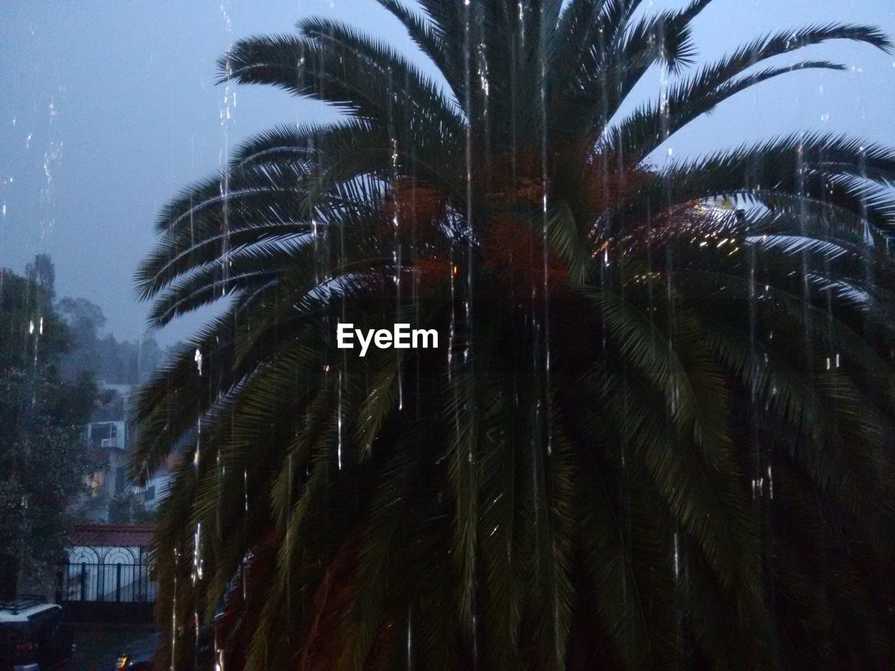 CLOSE-UP VIEW OF PALM TREES AGAINST SKY