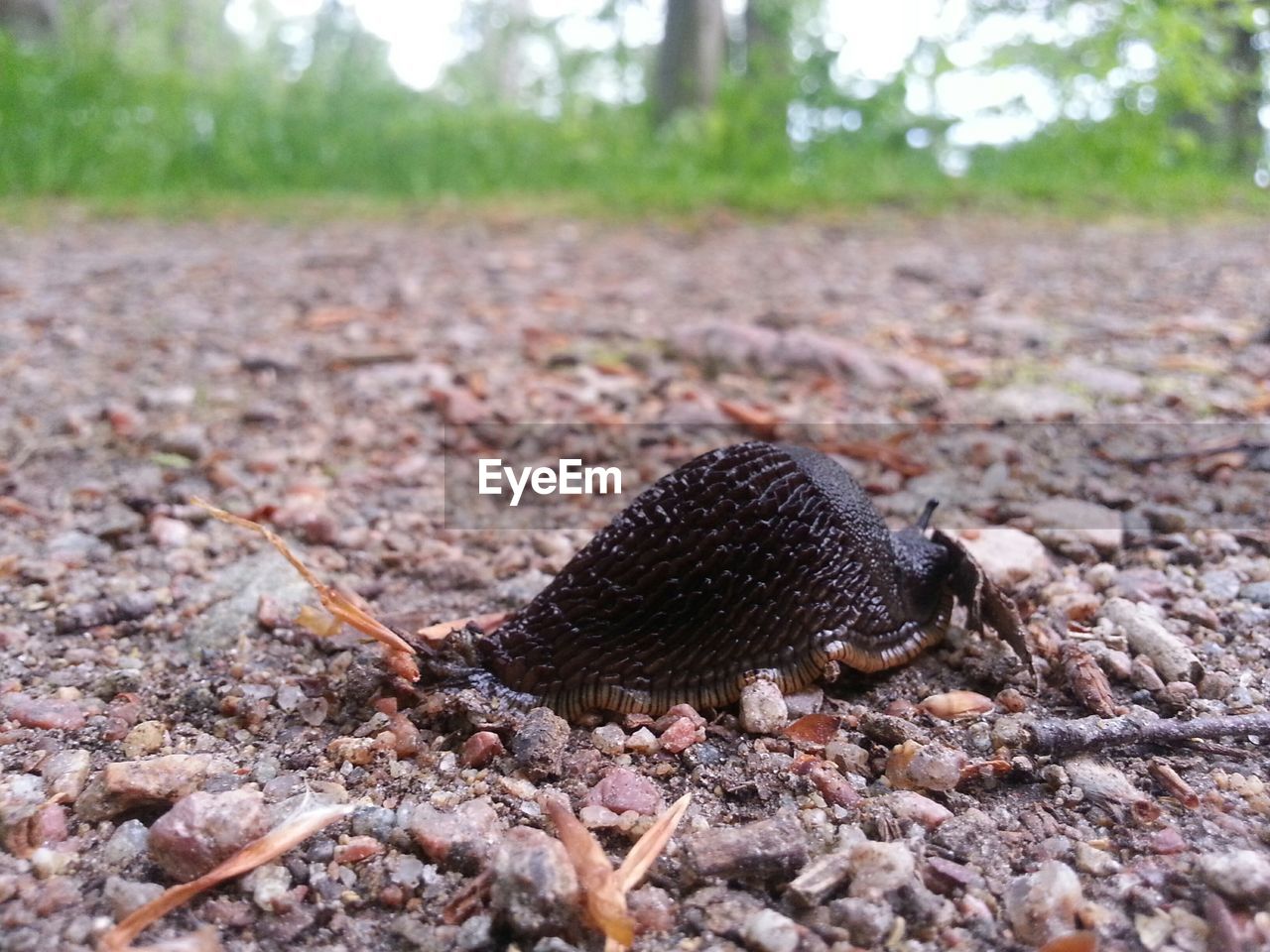 CLOSE-UP OF GROUND ON THE GROUND