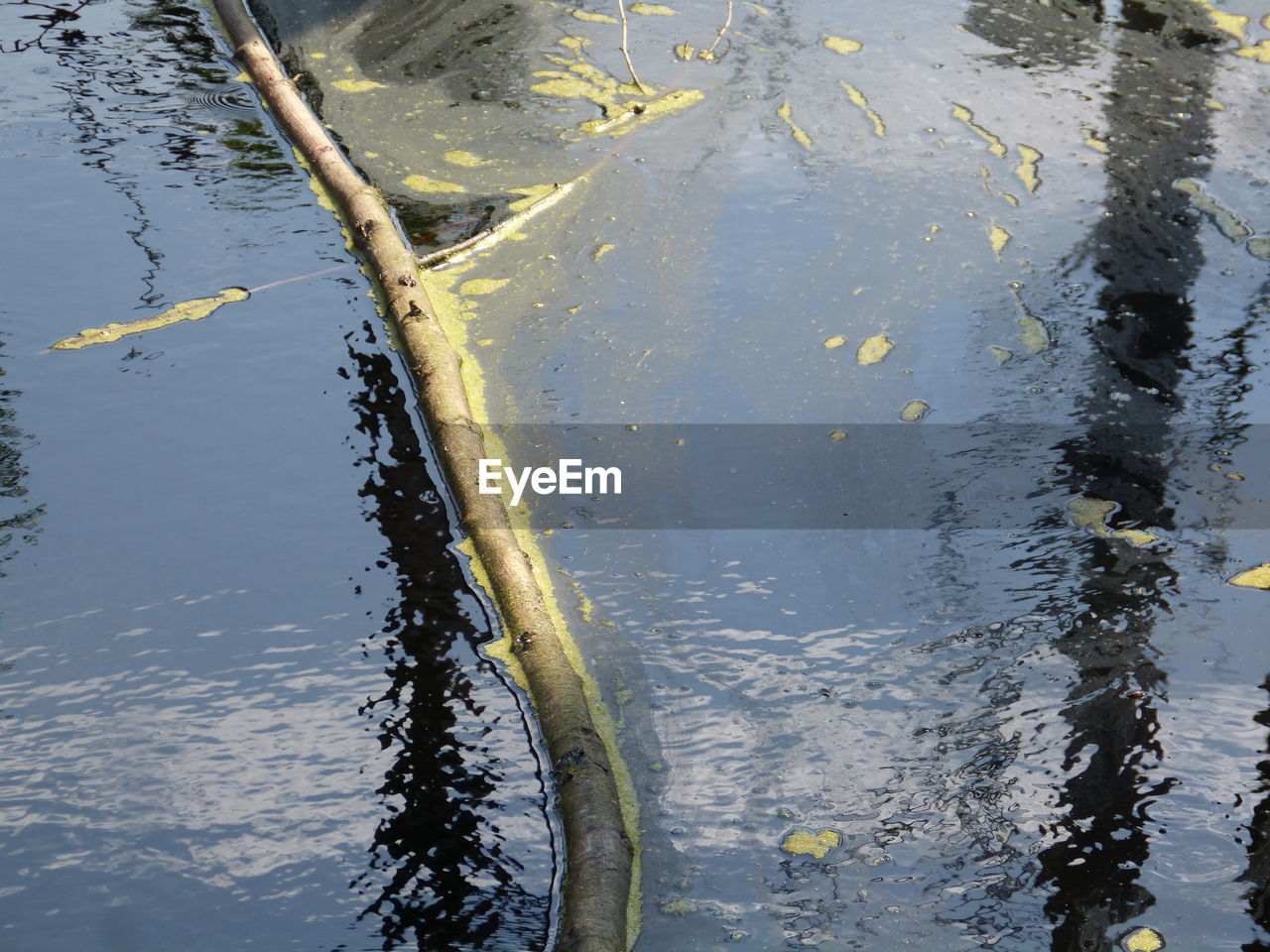 HIGH ANGLE VIEW OF PLANTS ON THE LAKE