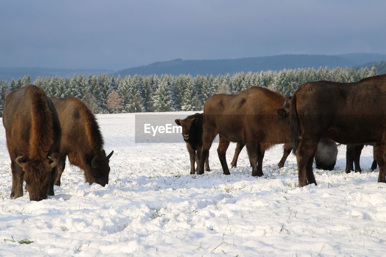 COWS ON FIELD DURING WINTER