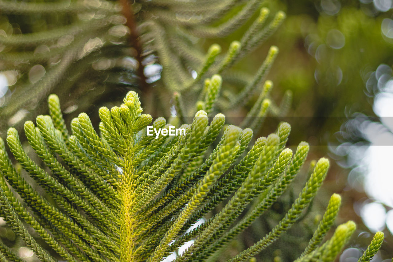 Close-up of fern leaves