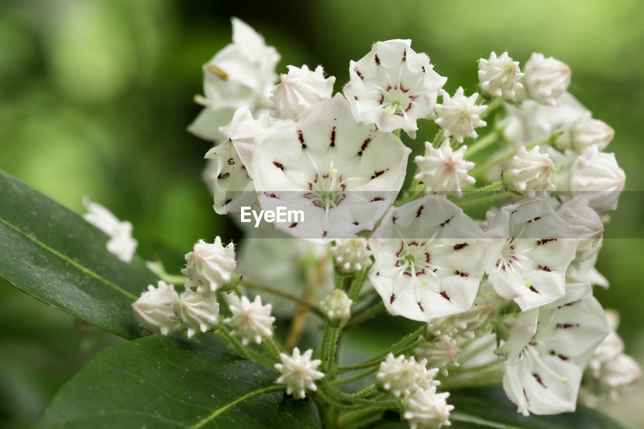 CLOSE-UP OF WHITE FLOWERS ON PLANT