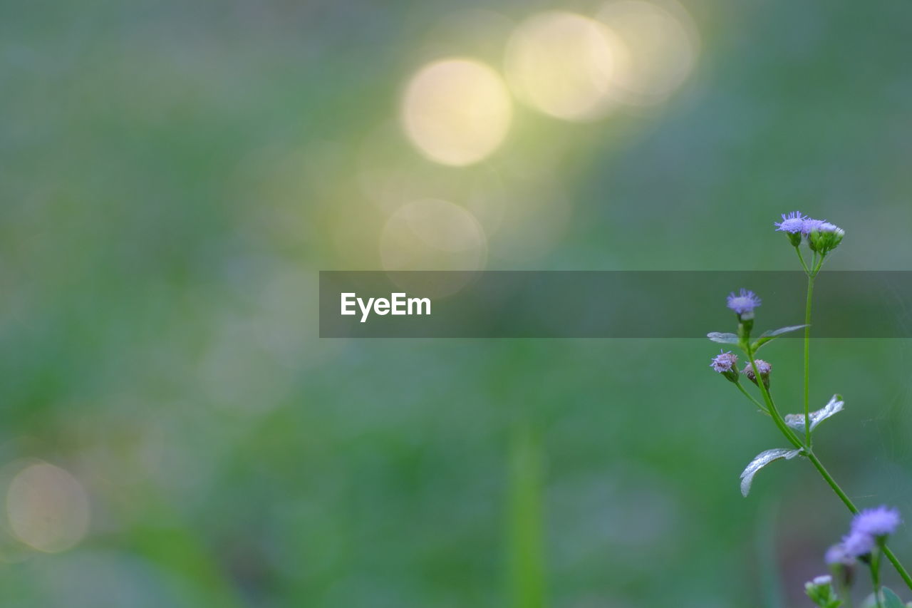 Close-up of purple flowering plant