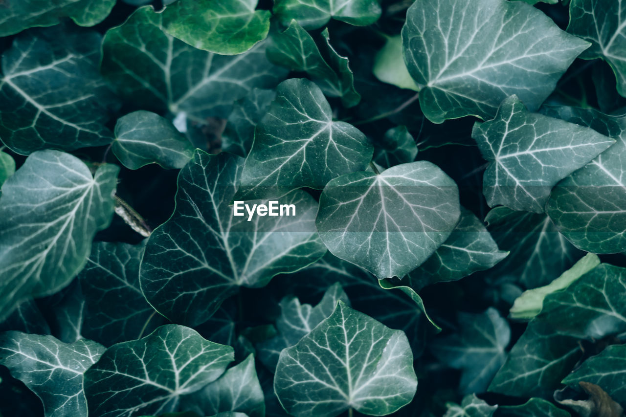 Natural natural background with green leaves. luscious greenery in a tropical humid forest.