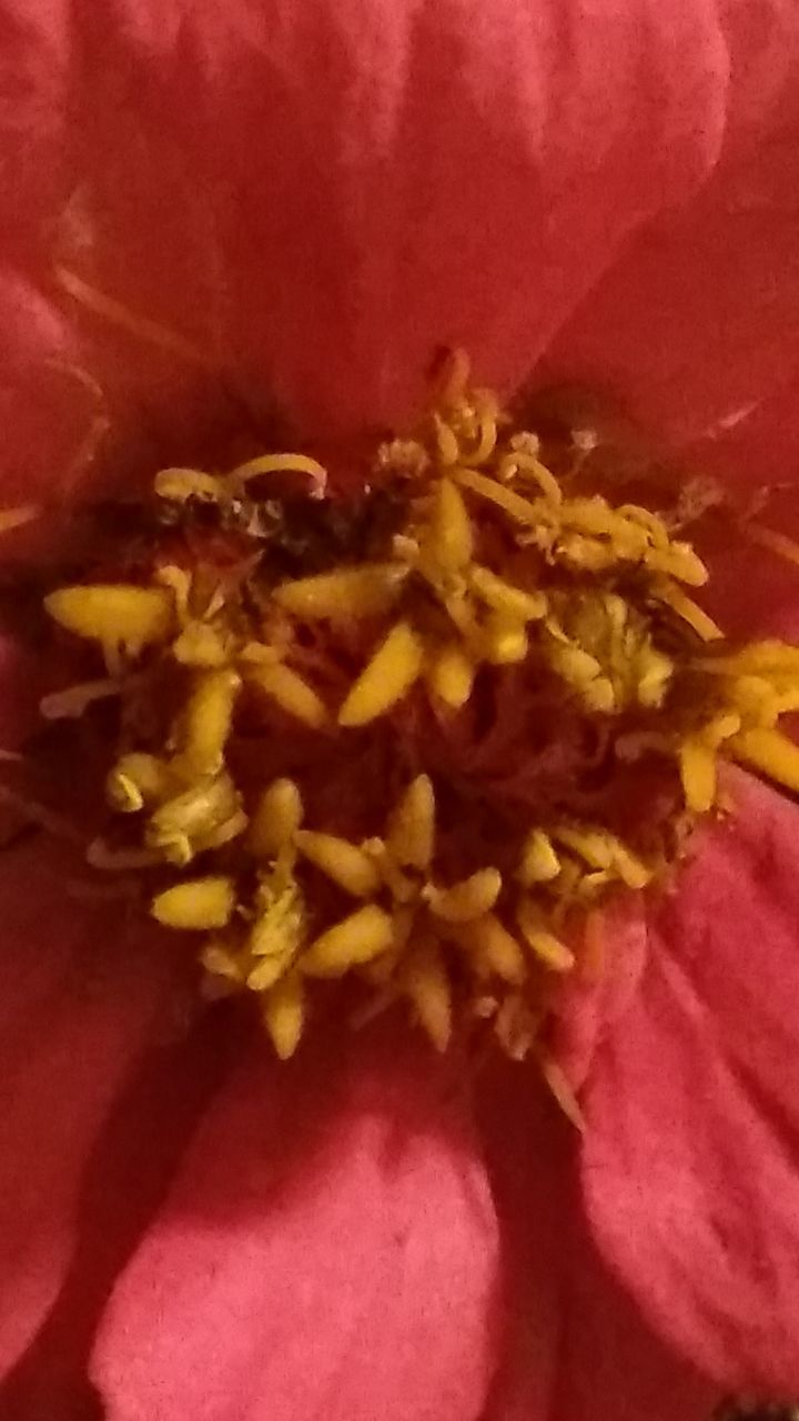 CLOSE-UP OF FRESH YELLOW FLOWERS