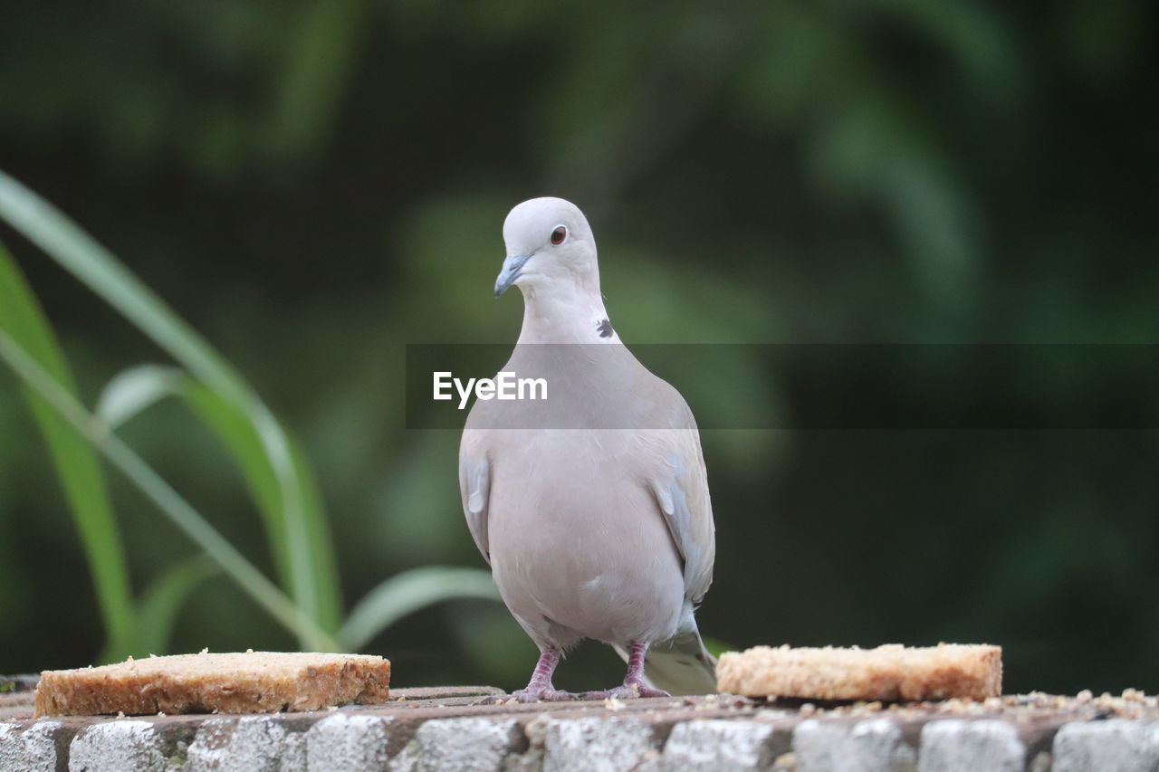 Close-up of bird perching on wall