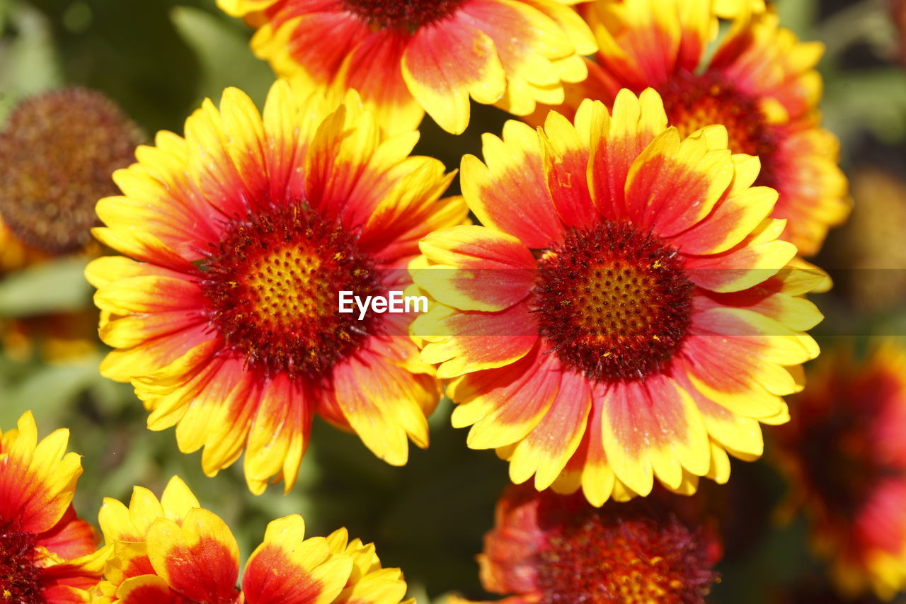 CLOSE-UP OF YELLOW FLOWERS BLOOMING