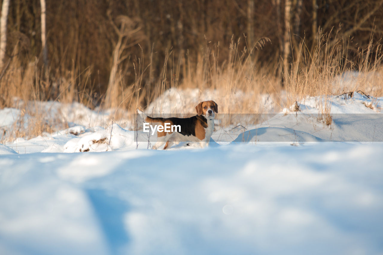 DOG STANDING ON SNOW LAND