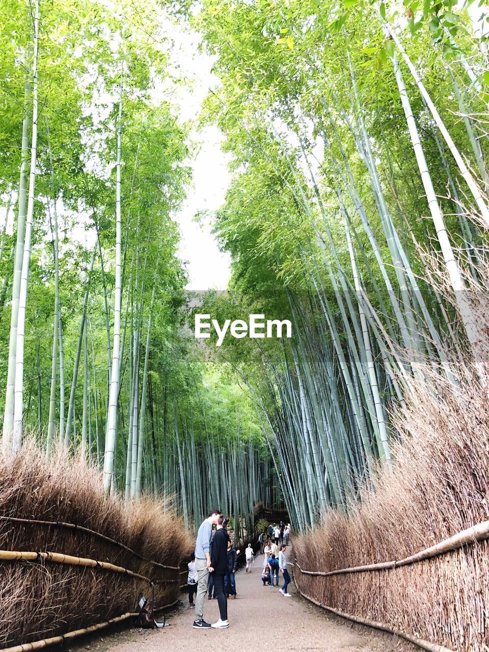 Couple kissing while standing on footpath amidst bamboo grooves